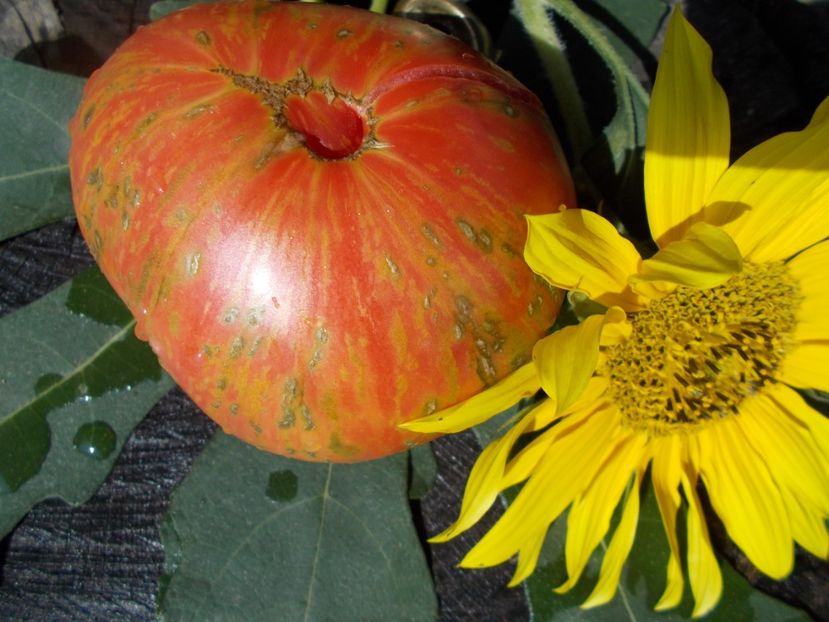  - SEMINTE ROSII - T 348 LUSH QUEEN