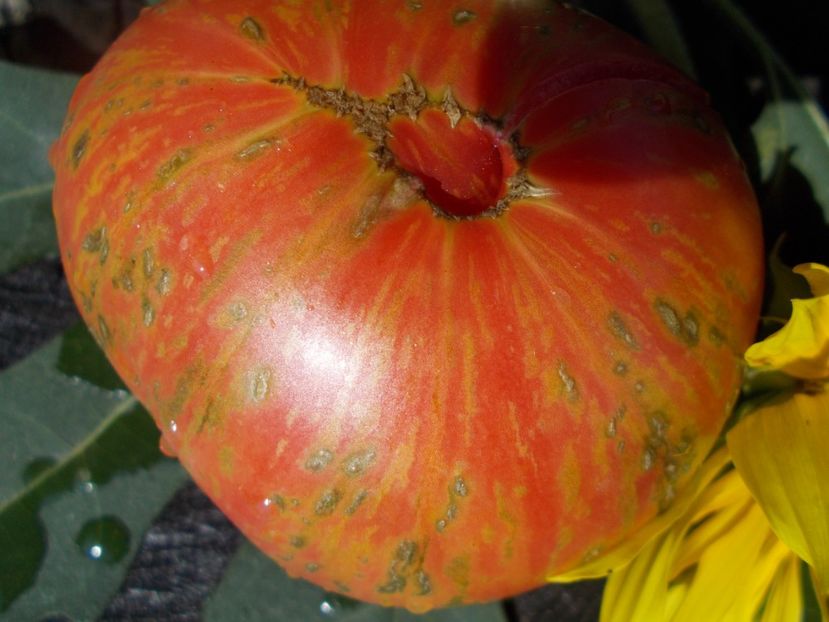  - SEMINTE ROSII - T 348 LUSH QUEEN