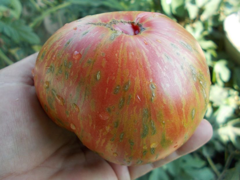  - SEMINTE ROSII - T 348 LUSH QUEEN