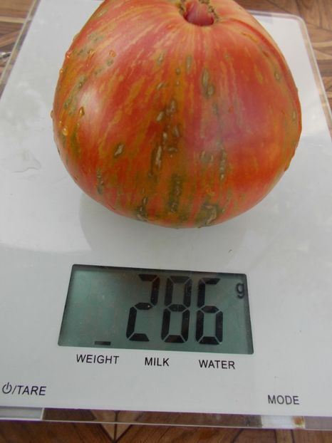  - SEMINTE ROSII - T 348 LUSH QUEEN