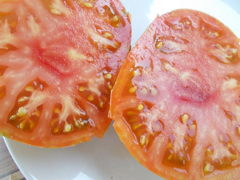  - SEMINTE ROSII - T 348 LUSH QUEEN