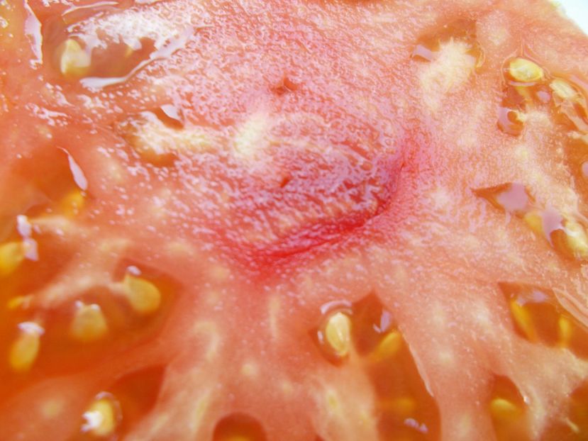  - SEMINTE ROSII - T 348 LUSH QUEEN