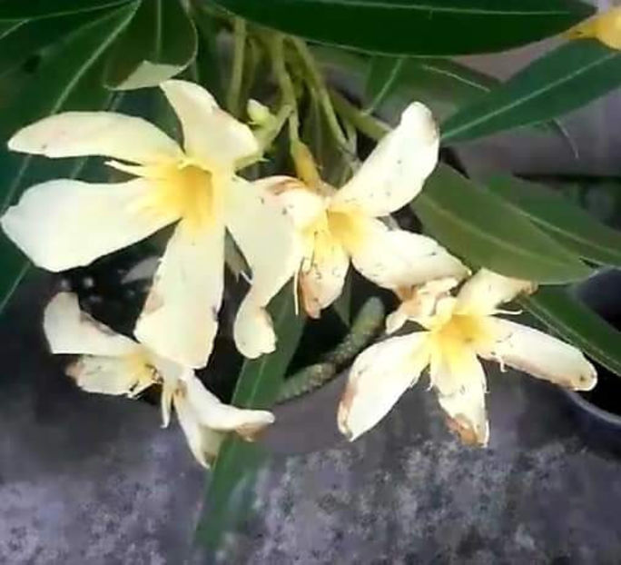  - Leandru Maria Gambeta