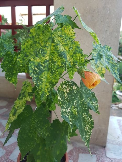  - Abutilon