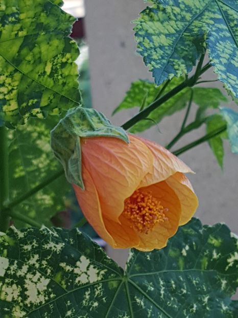  - Abutilon