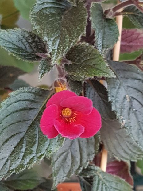 Lady in black - Achimenes 2019