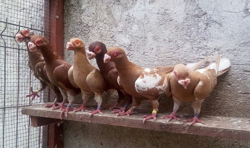 3 M + 3 F - Carunculați 2019