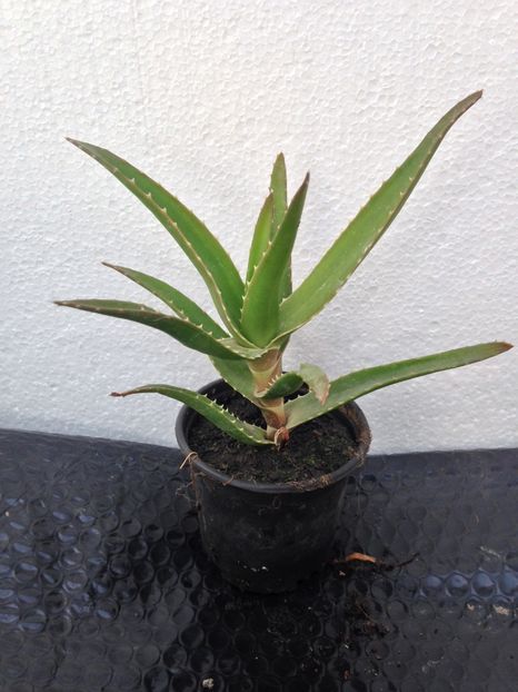 Aloe ciliaris - disponibile_august2019