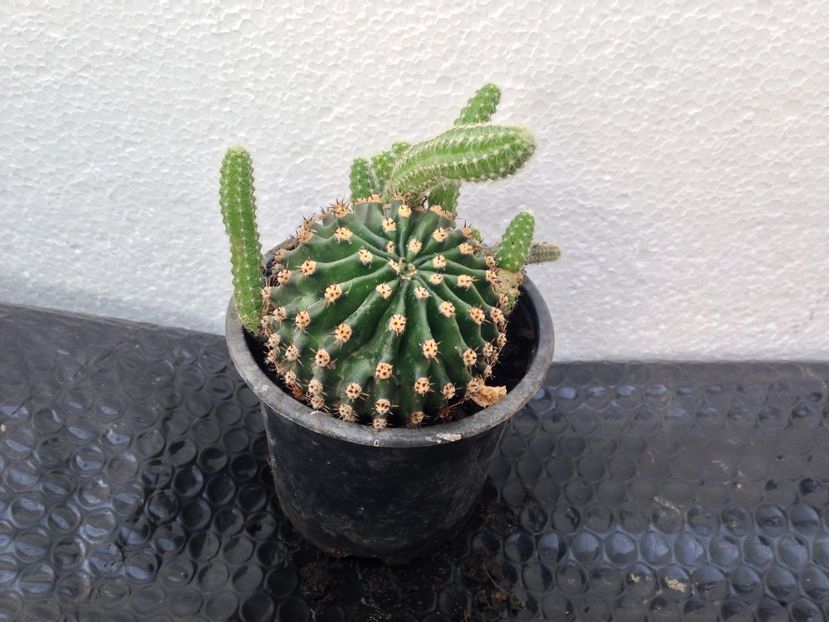 Mix cactusi - disponibile_august2019