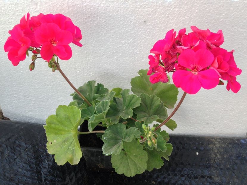 Muscata zonala - disponibile_august2019