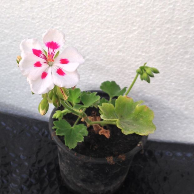 muscata splash - disponibile_august2019