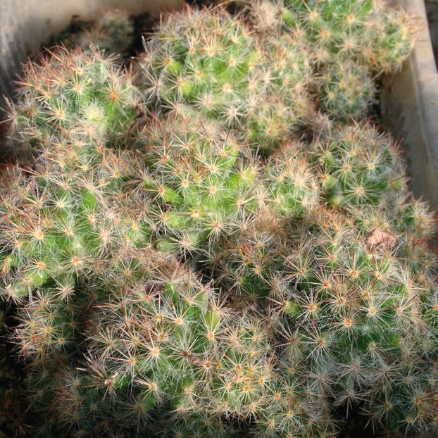 mini-cactus roz - disponibile_august2019