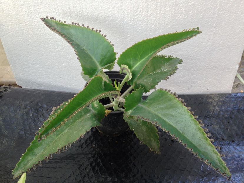 Kalanchoe daigremontiana - disponibile_august2019