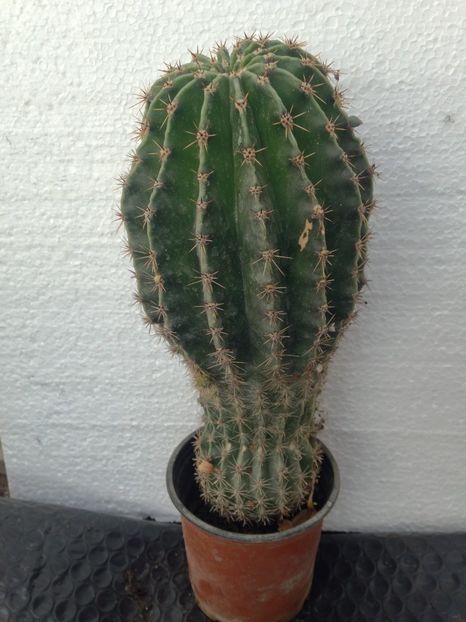 Cactus echinopsis - disponibile_august2019