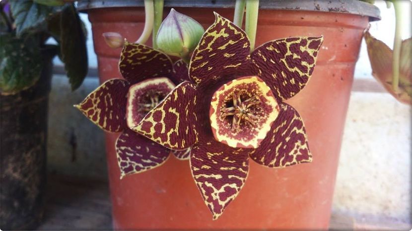 steaua serifului (inflorita) - disponibile_august2019