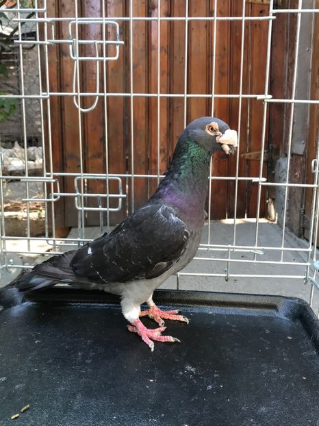 M1 vandut - de vanzare voiajori stil vechi