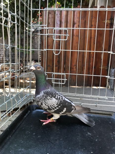 F1 vândută - de vanzare voiajori stil vechi