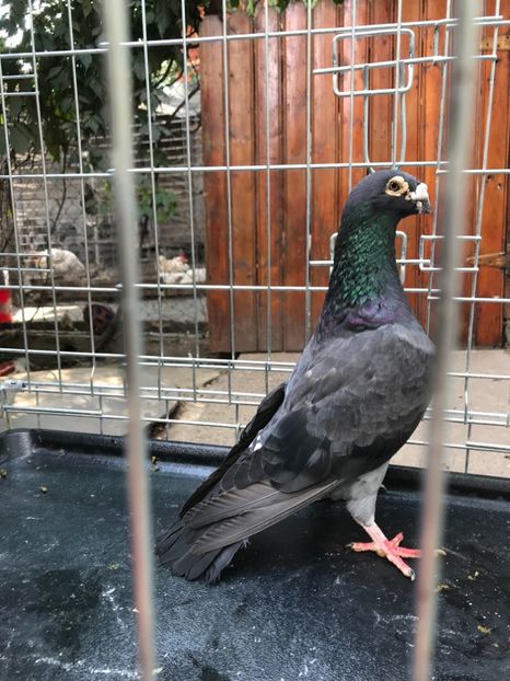 M6 vândut - de vanzare voiajori stil vechi