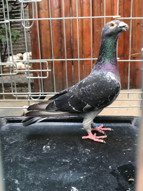 M7 - de vanzare voiajori stil vechi