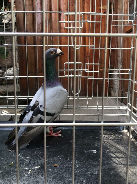 M8 Vandut - de vanzare voiajori stil vechi