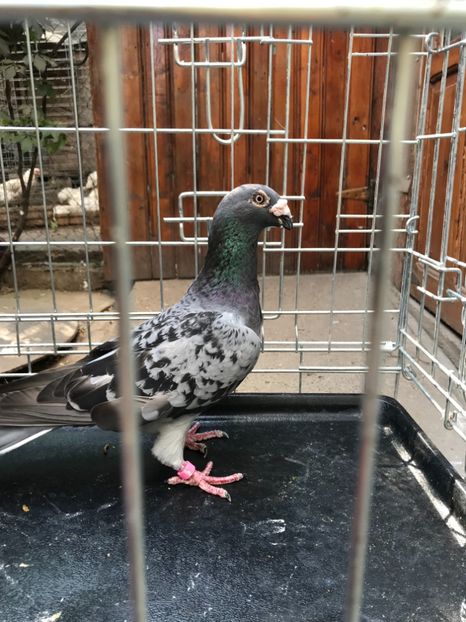 F2 vândută - de vanzare voiajori stil vechi