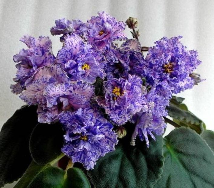 poza net - LIK Tver Patern