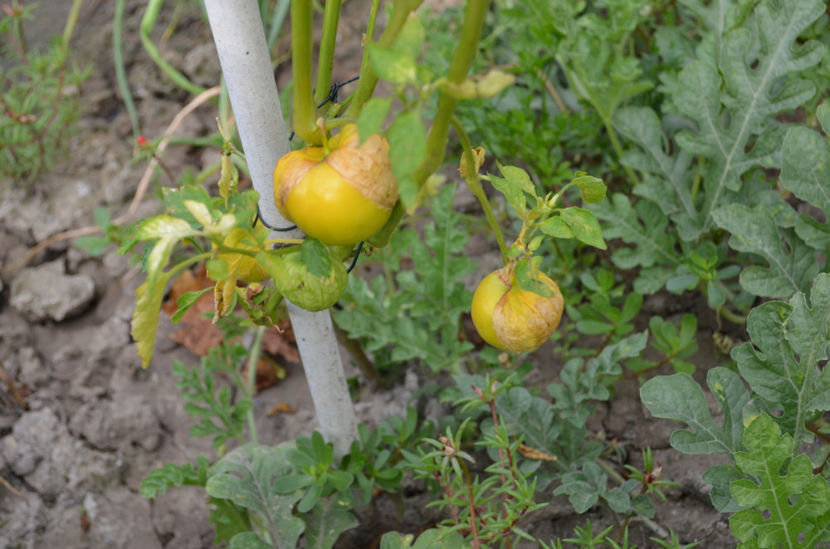 Tomatillo - De la autohton la exotic