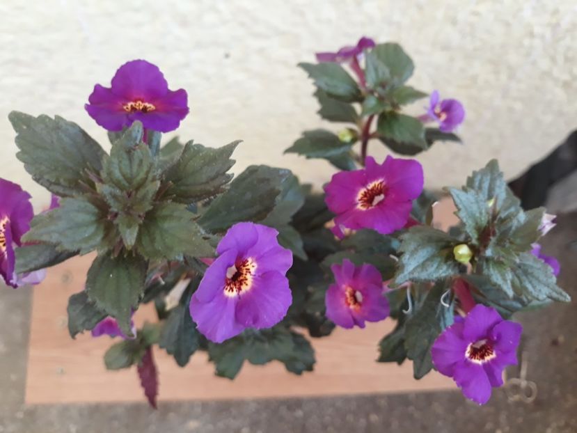  - 001 2021 - Caprice