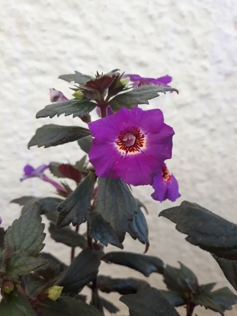  - 001 2021 - Caprice