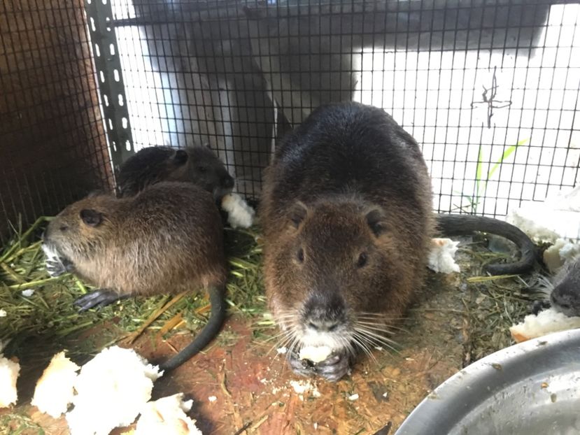 D91F776E-4D08-46C4-950D-1D18BFB55344 - Nutrii 2019