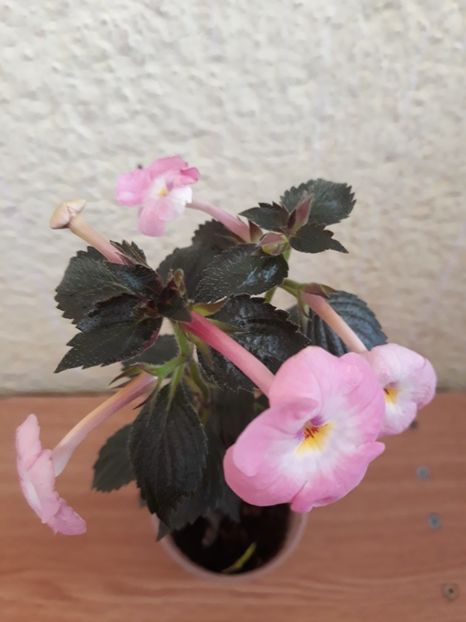  - R19 - RF s Tapatian Dress