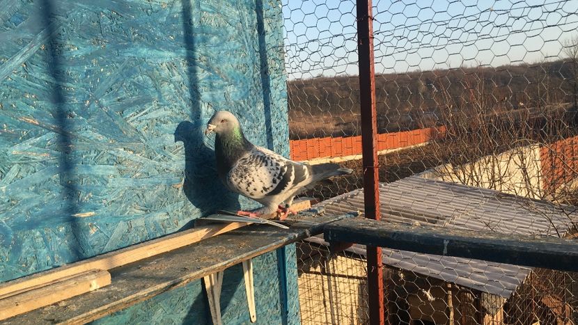 D1E721E8-50E2-4433-AC76-5CA320179E32 - Prin voliera