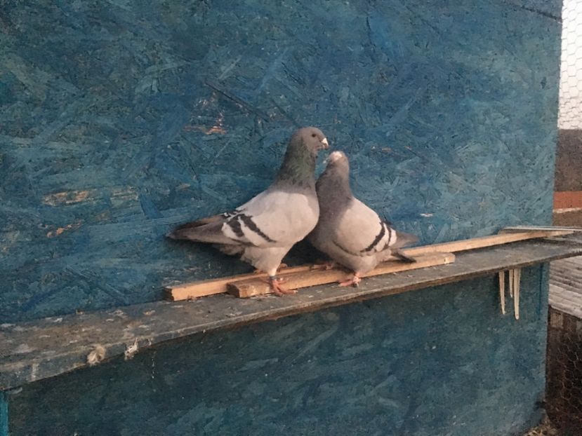 1C76C0CE-F880-4537-8C1D-5DD066450F4B - Prin voliera