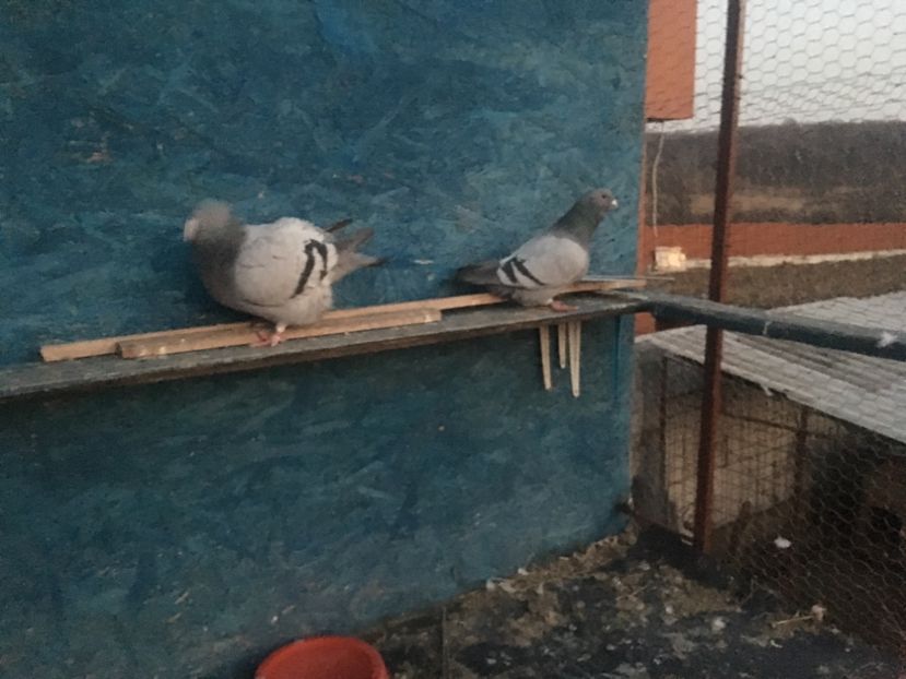 ECBF5D79-5E95-435C-B8CB-DCF9D4E3929B - Prin voliera