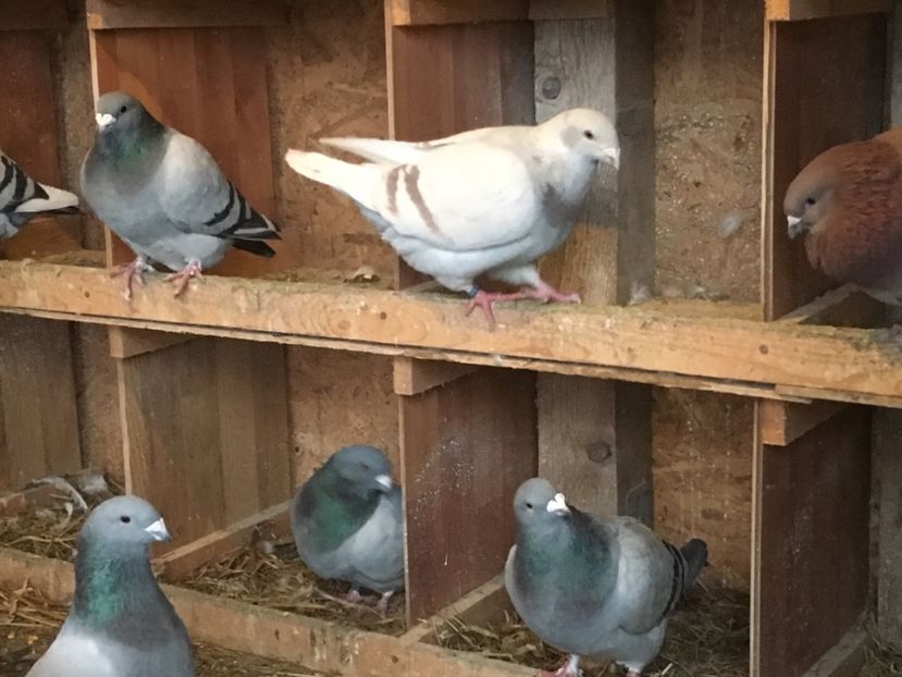 9C89E9AF-8582-4E5A-AD5B-17C68032DD8C - Prin voliera