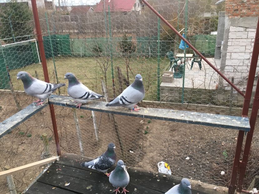 5F6A27F6-8A14-4B58-AF02-2683FEA95531 - Prin voliera