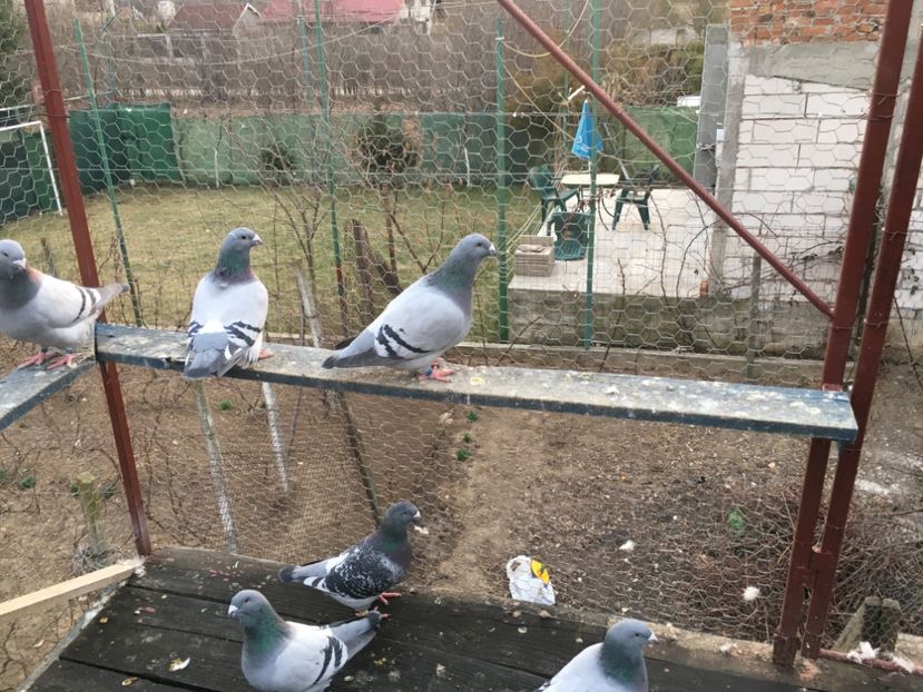 7842817C-D6A9-4A23-BE77-553D4B5027BE - Prin voliera