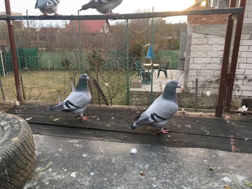 E3A16231-A821-4F74-A309-5494774C4188 - Prin voliera