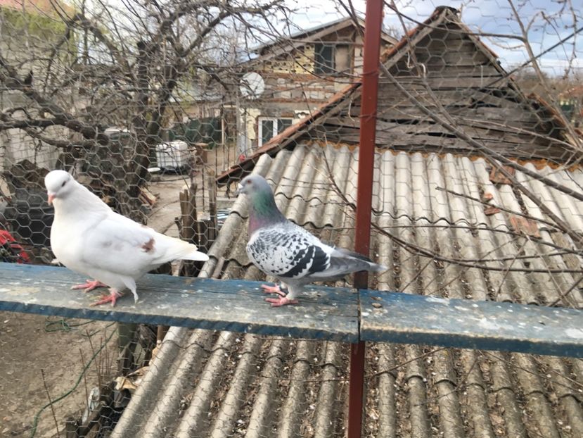 426FC552-CACD-4DC2-89F4-401380B430FE - Prin voliera