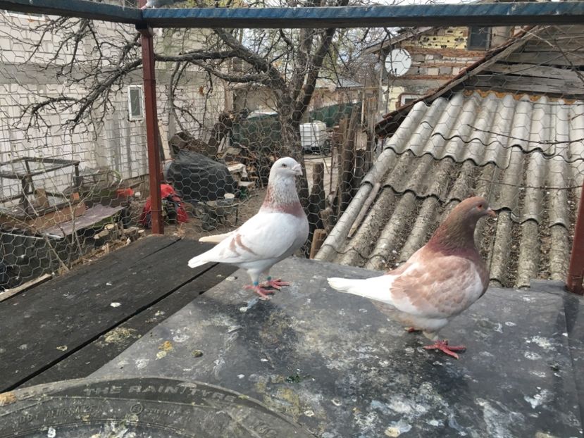 47AC547B-AFFC-4157-96D3-307D7818E699 - Prin voliera