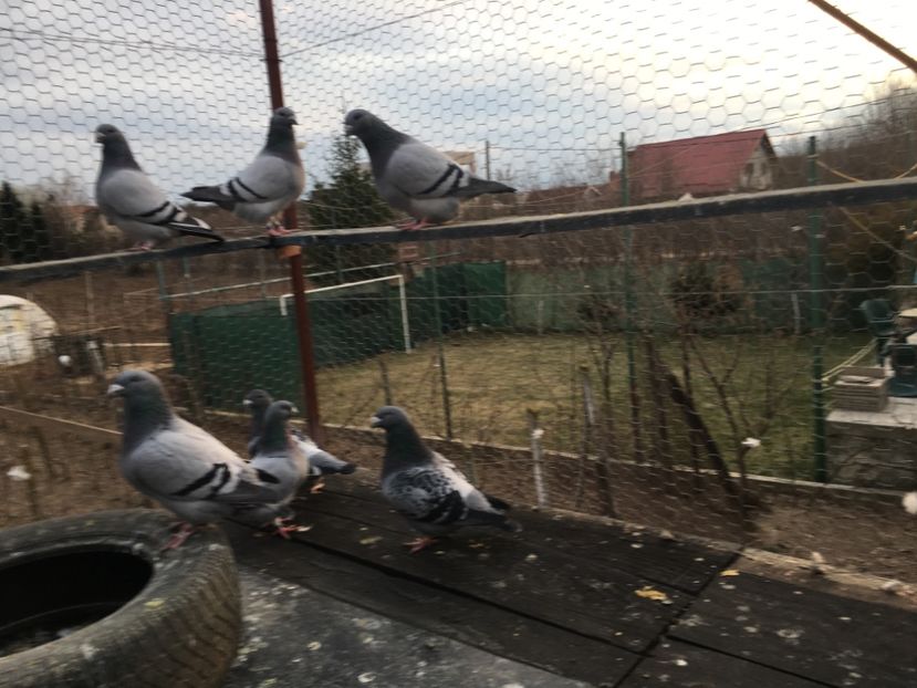 5160AE64-E031-4C61-8173-FC69F3EA90E7 - Prin voliera