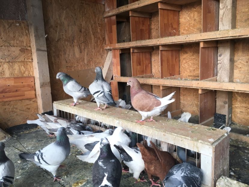 0A8D48C1-2430-4CCE-8DDA-689296B35D59 - Prin voliera