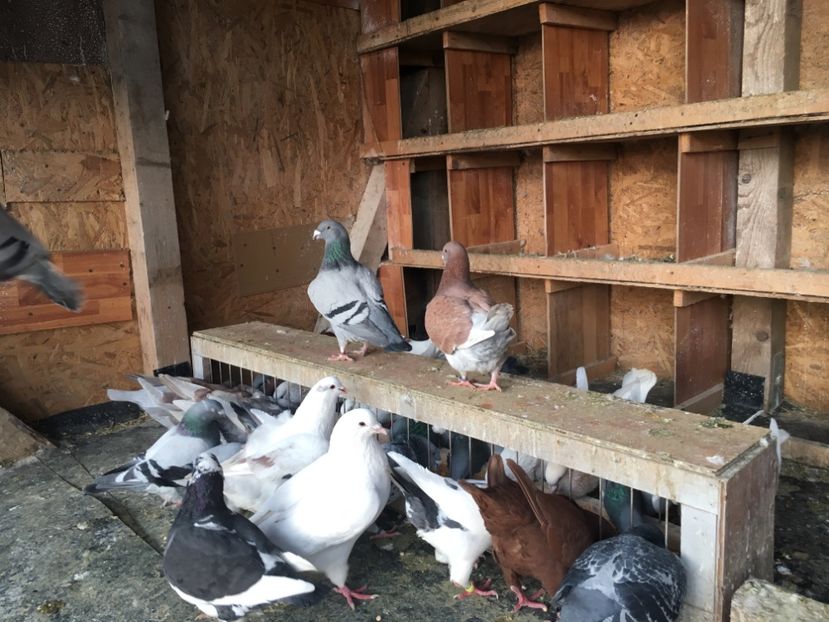 7A2FCCAE-B6BC-4514-847C-32C1EB92C7CB - Prin voliera