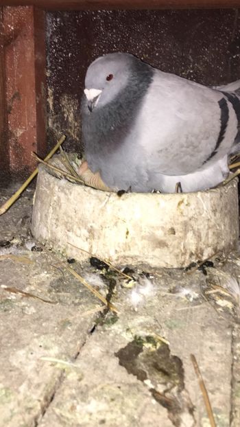 58A0666C-ADB5-45B6-B370-72C3655658D6 - Prin voliera