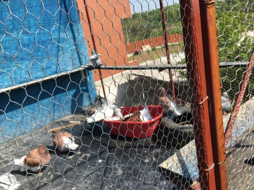 613175ED-E4C8-4484-8952-966193034CA2 - Prin voliera