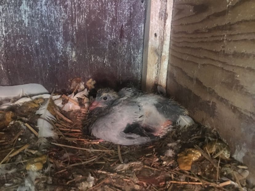 3A85B43F-DA5F-49C1-9298-EB6705F89B08 - Prin voliera