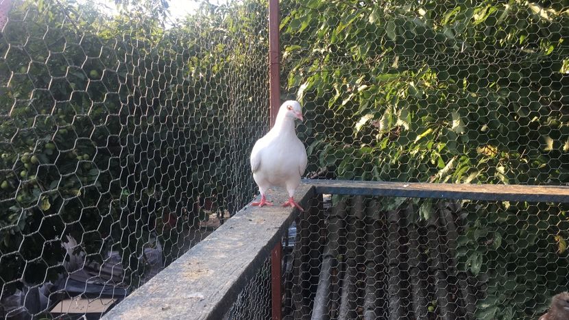 AD2769CE-6B58-4E7C-91C1-4160A61387AC - Prin voliera