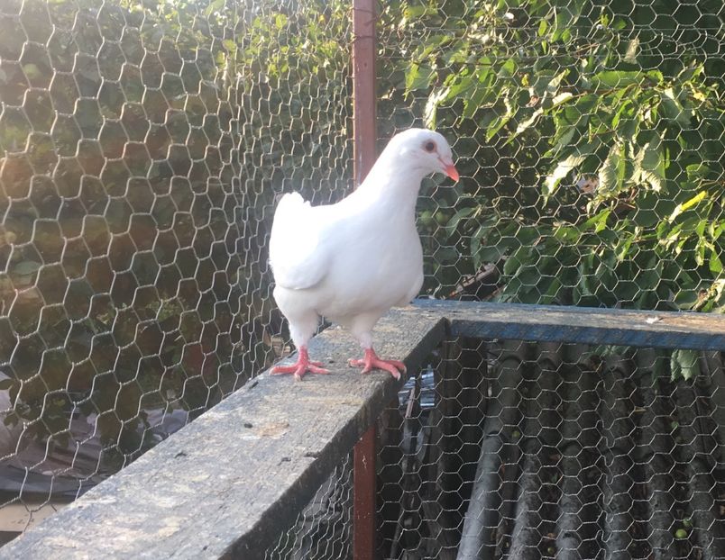 03C7A1E5-9E81-43C2-A9BA-2A2F4A070C9A - Prin voliera