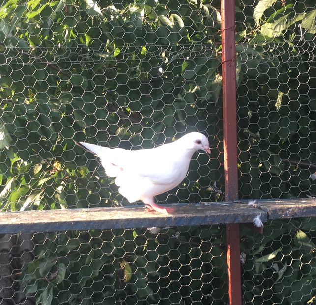 784E572C-E0A7-4C98-827D-7EAC02D1B154 - Prin voliera