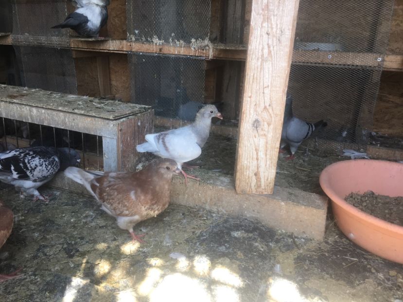 4D5B6FD9-2643-4320-BBB7-DD163D5CE3B5 - Prin voliera